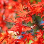 Ramble through Point Defiance Park